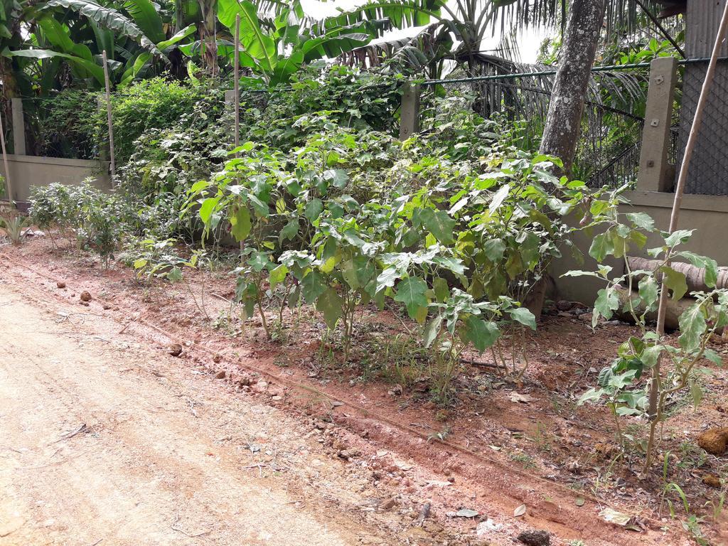 Arana Bungalow Galle Luaran gambar